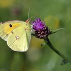 Colias croceus 