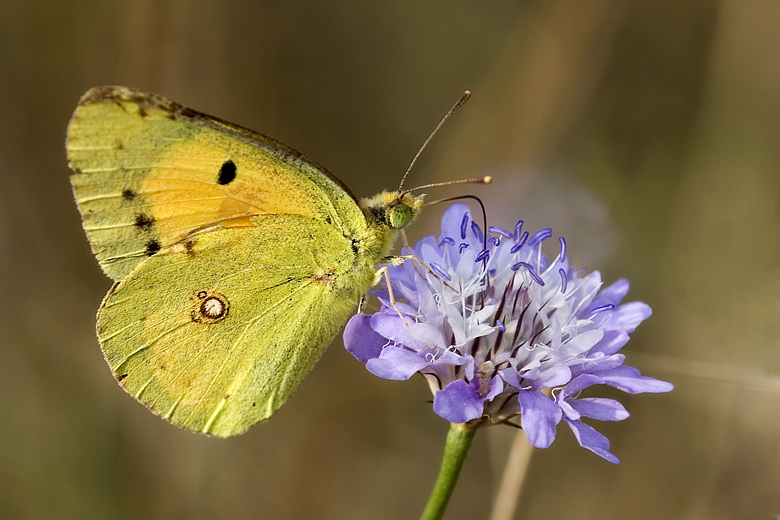 colias croceus