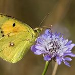 colias croceus