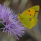  Colias croceus!