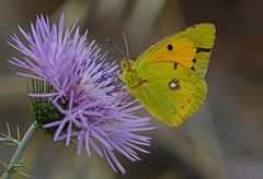  Colias croceus!