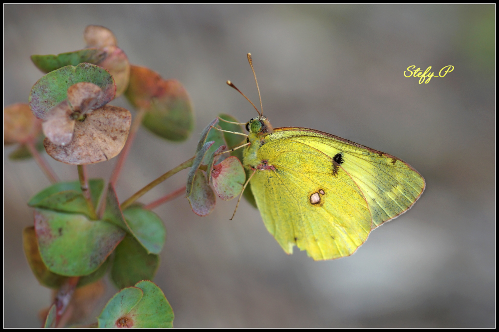 Colias croceus