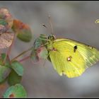 Colias croceus