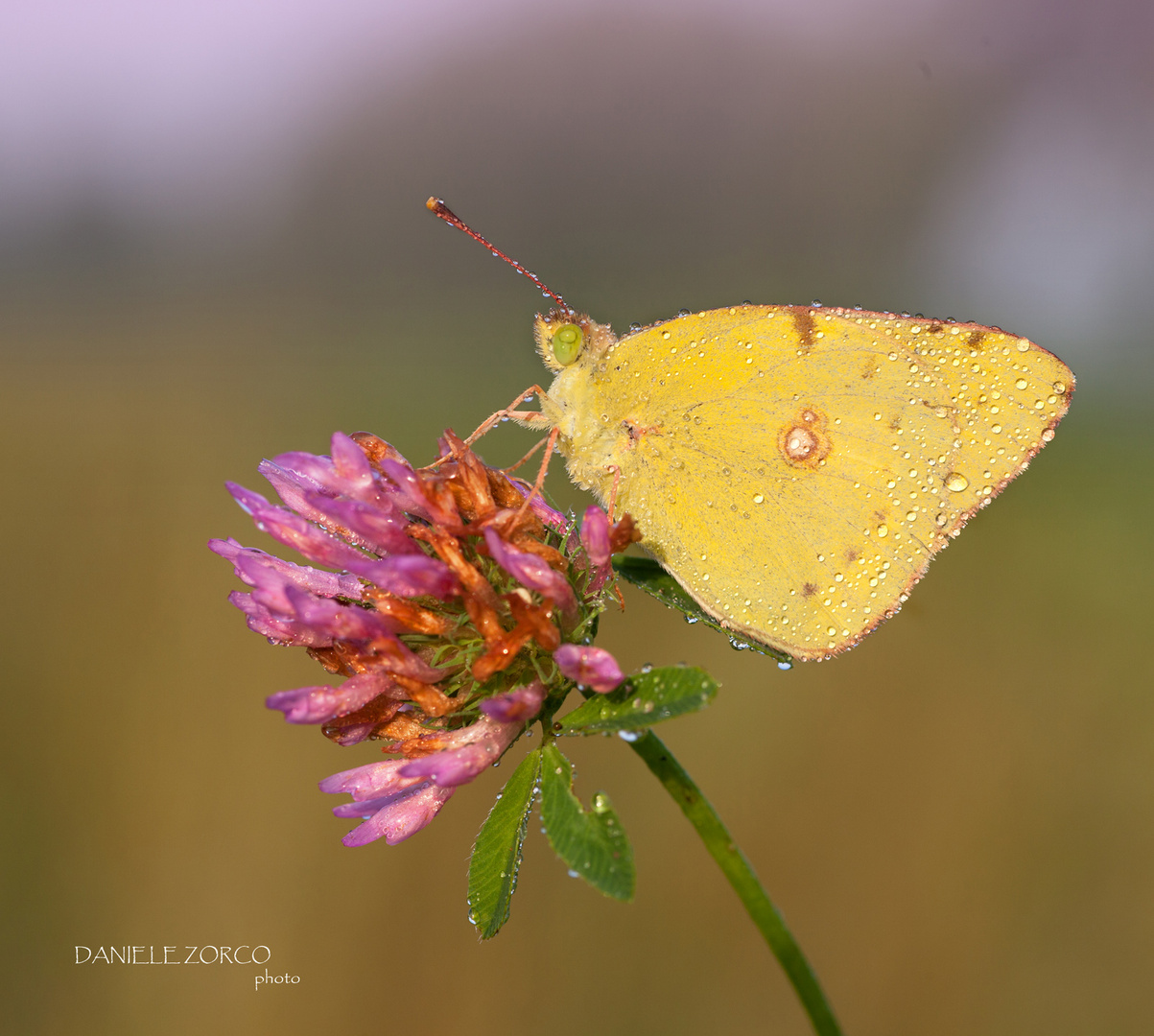 Colias Croceus