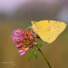 Colias Croceus