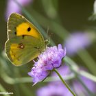 Colias croceus (Fourcroy 1785)