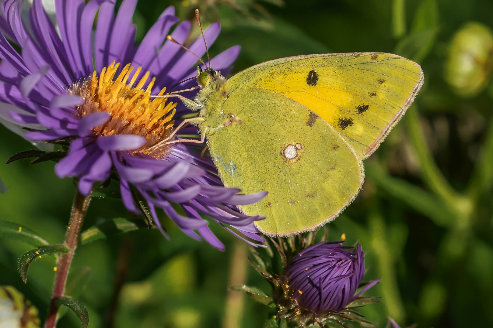 Colias croceus Postillion