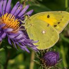 Colias croceus Postillion