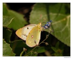 Colias croceus - Postillon