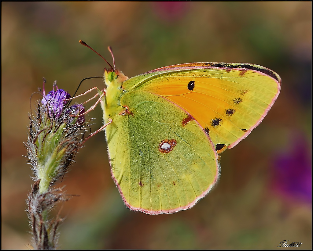 Colias