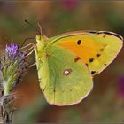 Colias