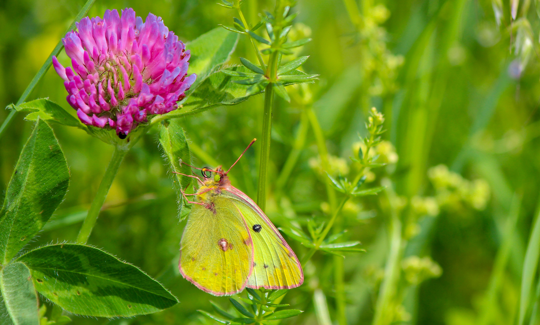 Colias hyale