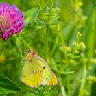 Colias hyale