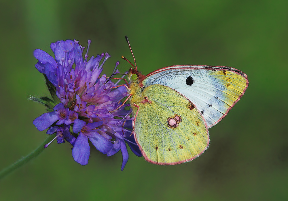 Colias hyale