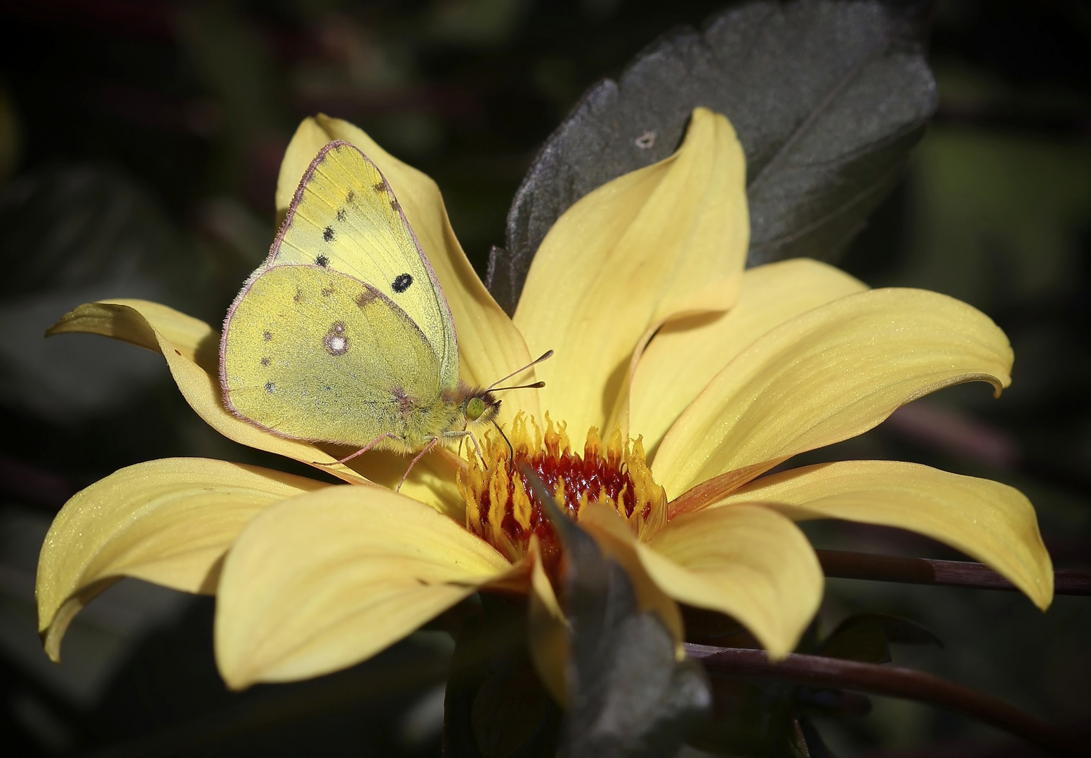 Colias hyale