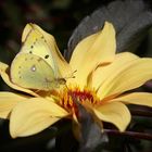 Colias hyale