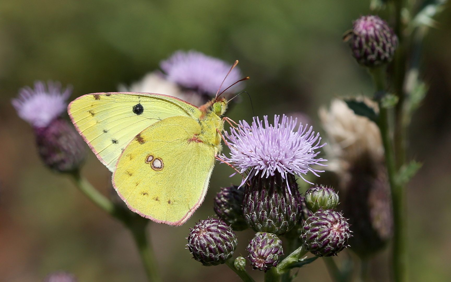 Colias hyale