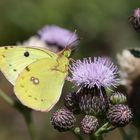 Colias hyale