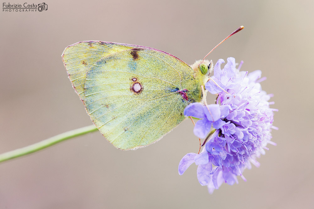 Colias hyale