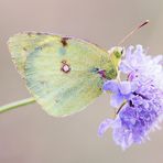 Colias hyale