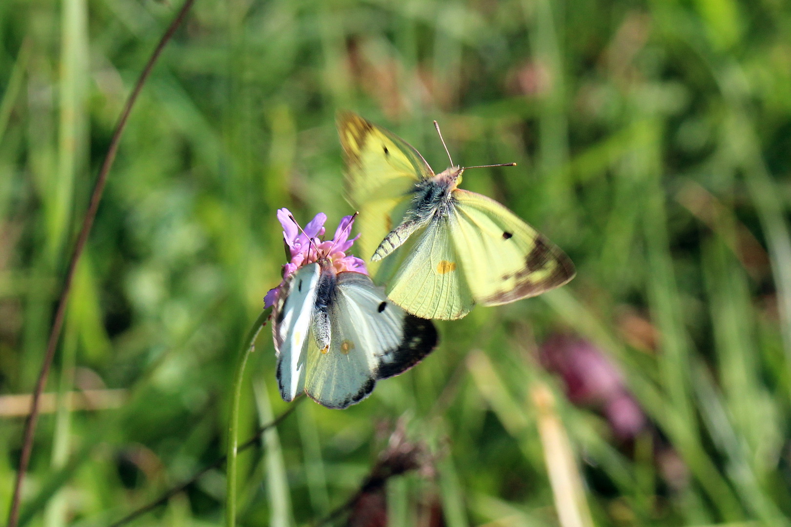 Colias hyale