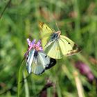 Colias hyale