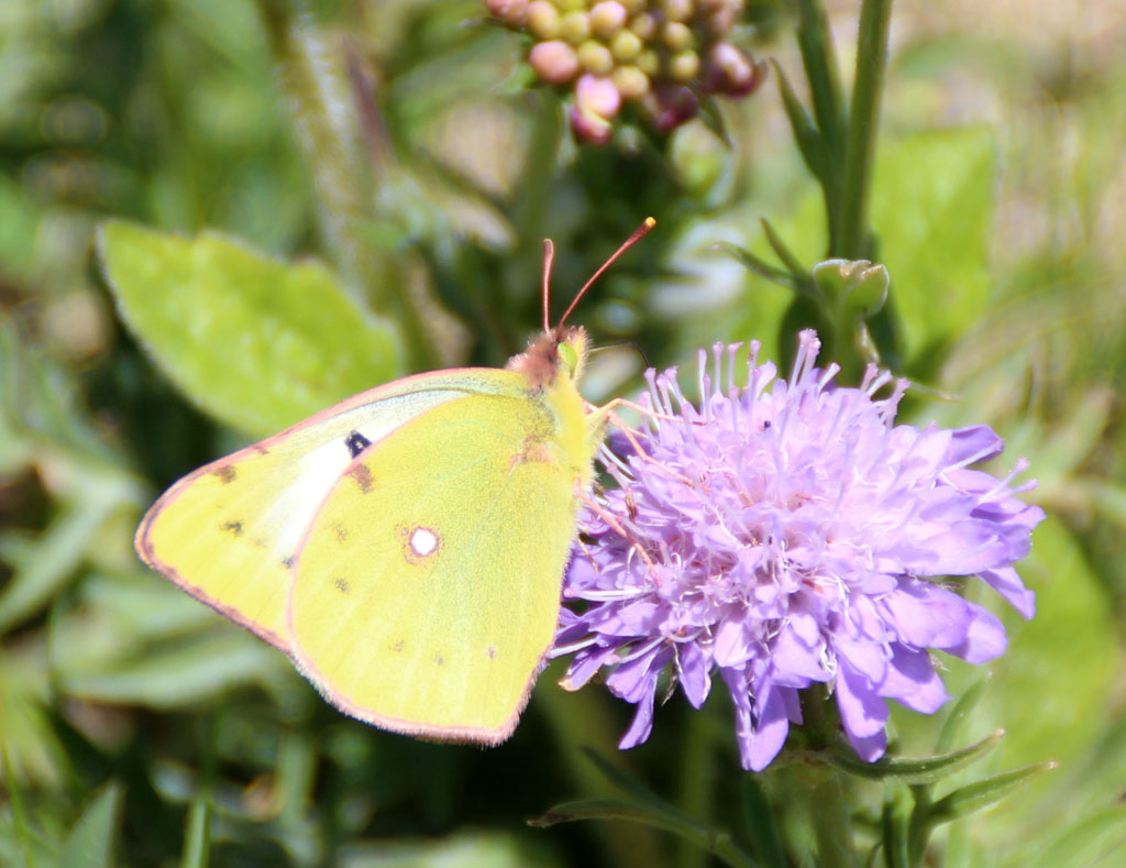 Colias hyale alfacariensis ?