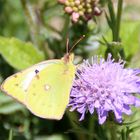 Colias hyale alfacariensis ?