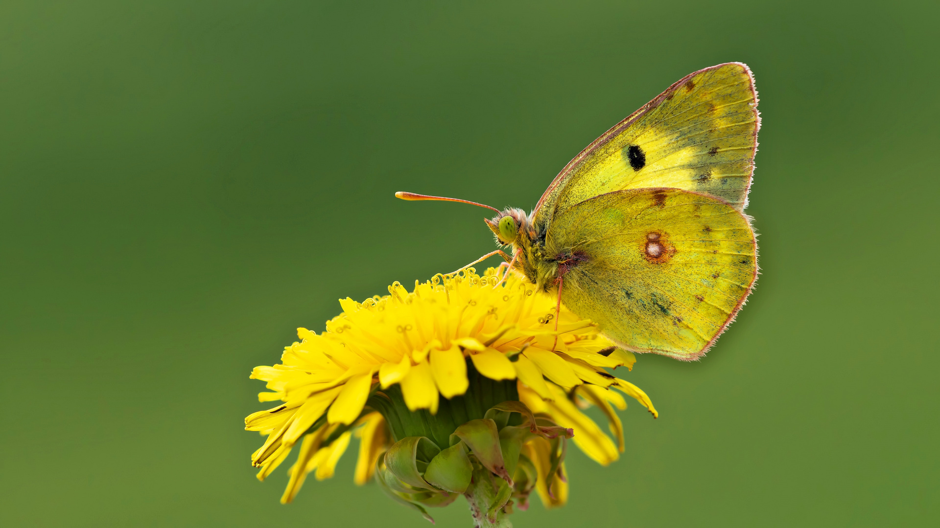 Colias hyale