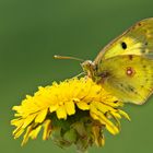 Colias hyale