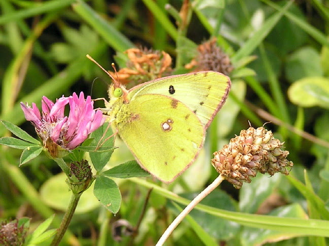 Colias hyale