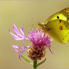 Colias hyale