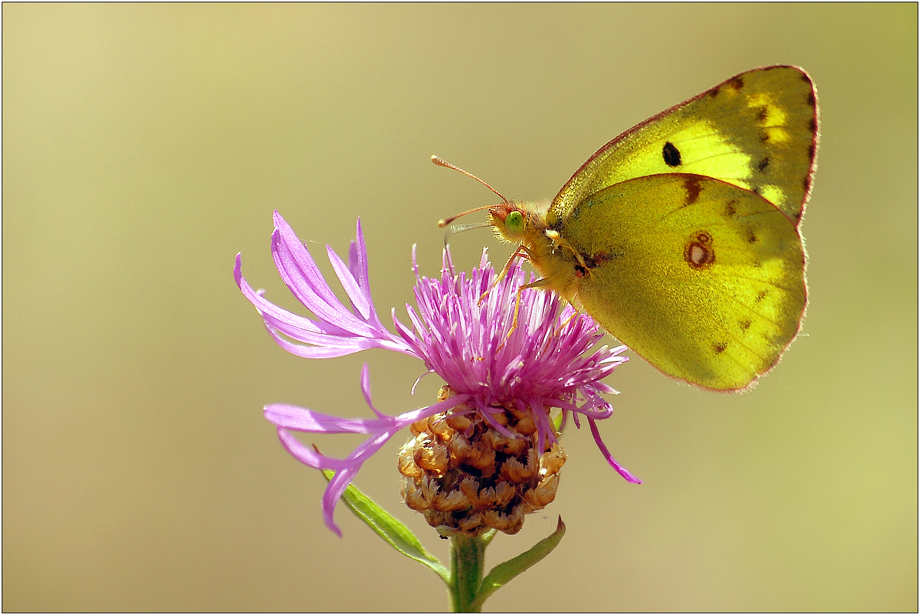 Colias hyale