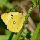Colias hyale