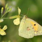 Colias hyale (?)