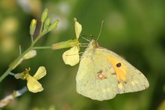 Colias hyale (?)