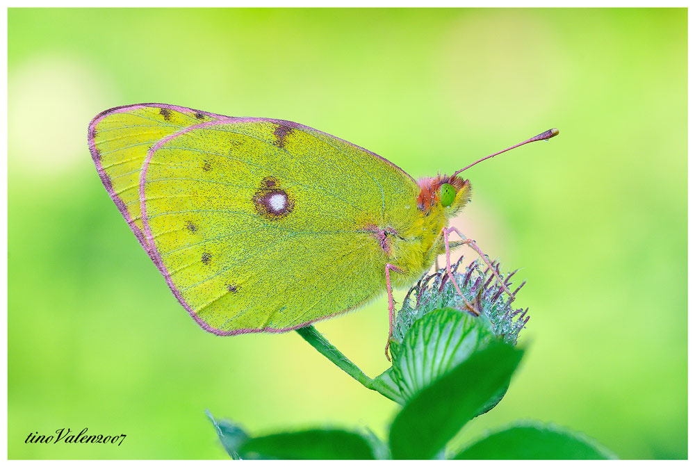 ... Colias hyale ...