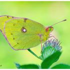 ... Colias hyale ...