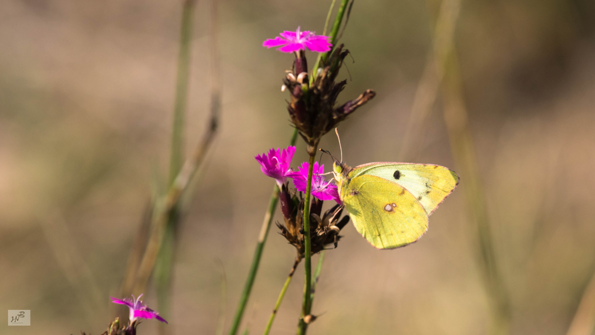 Colias hyale L. (Goldene Acht)