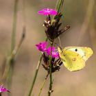 Colias hyale L. (Goldene Acht)