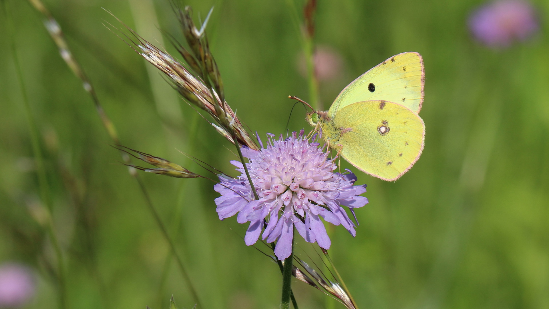 Colias hyale [oder] alfacariensis