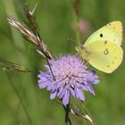 Colias hyale [oder] alfacariensis