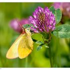 Colias palaeno