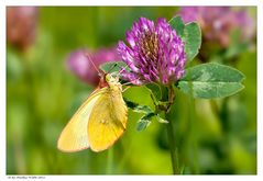 Colias palaeno