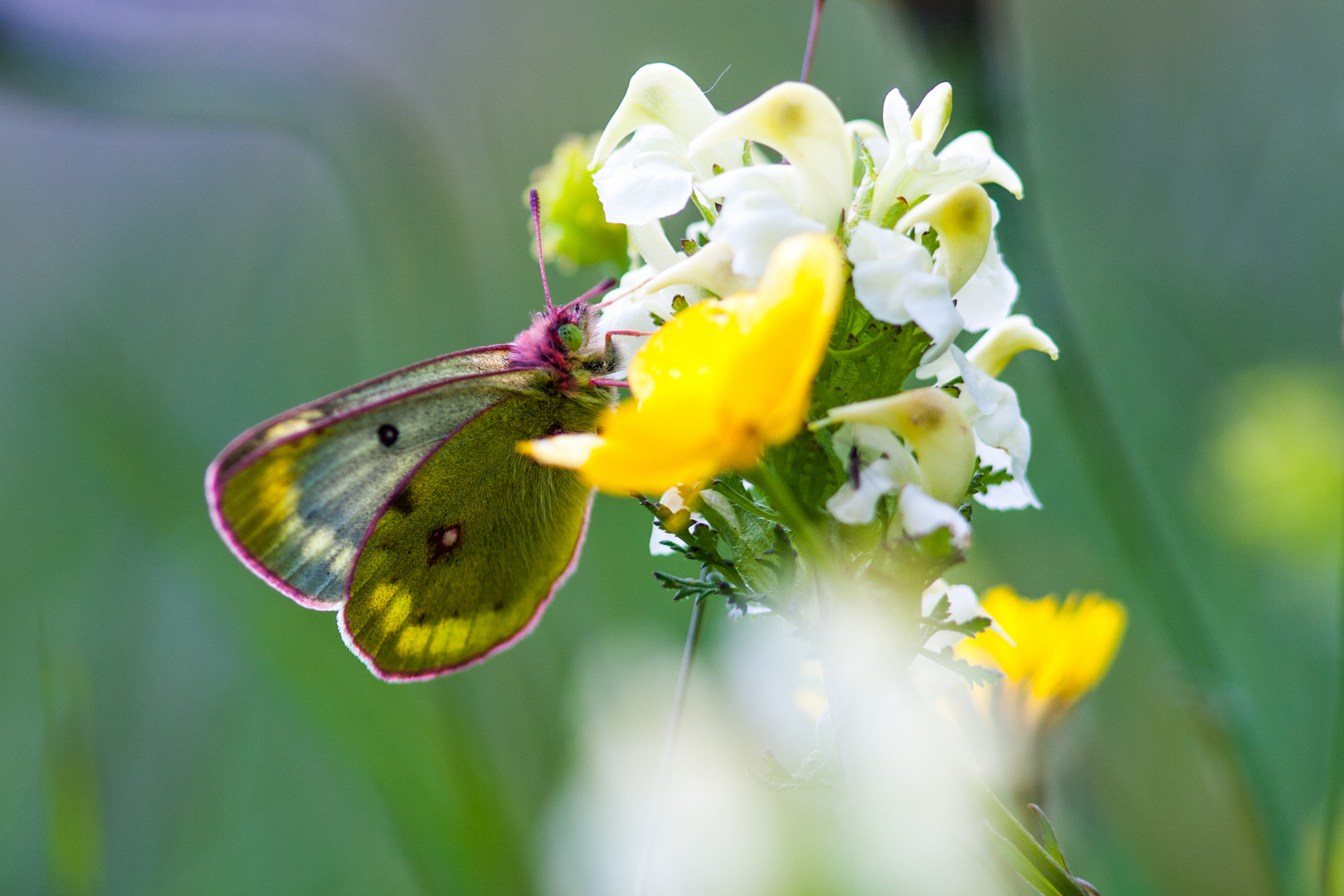 colias palaeno