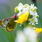 colias palaeno