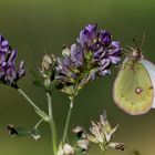 Colias phicomone