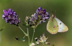 Colias phicomone