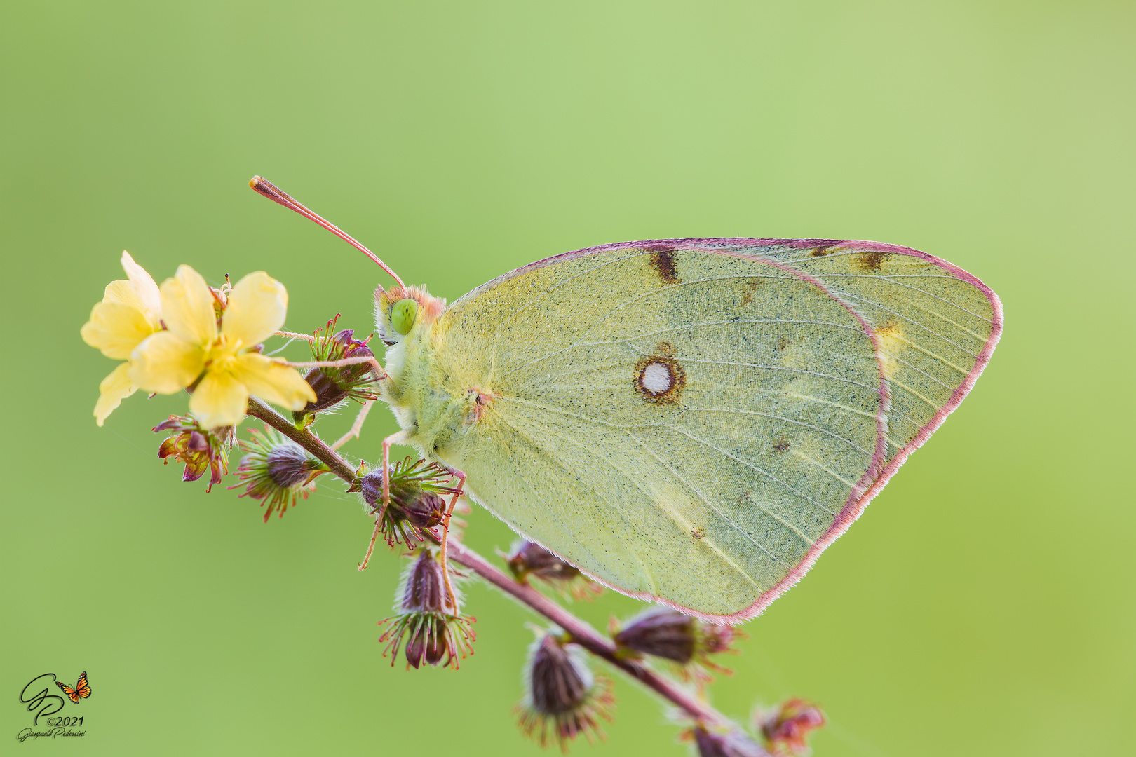 Colias sp.