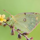 Colias sp.